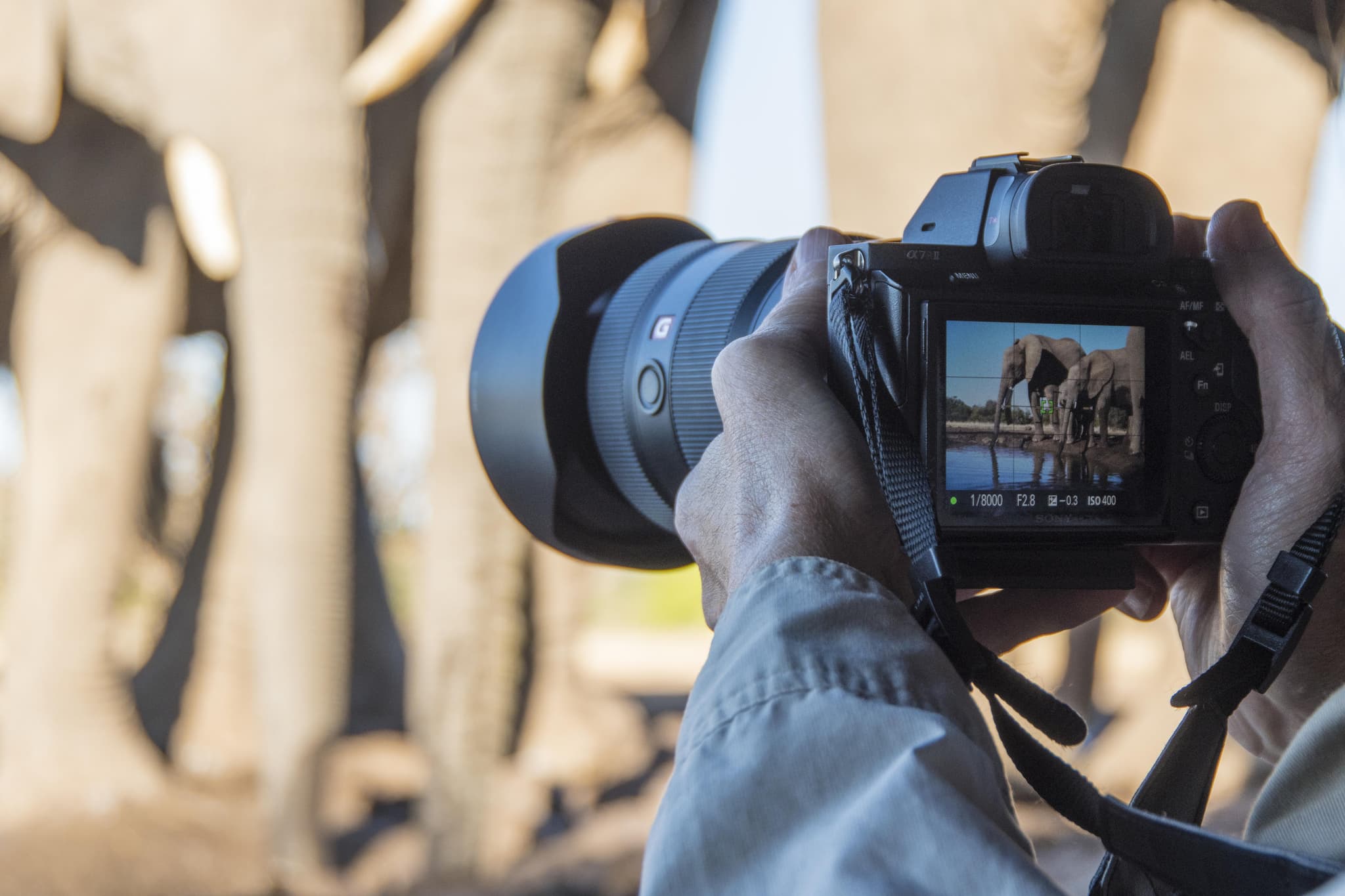 Photographic Safaris