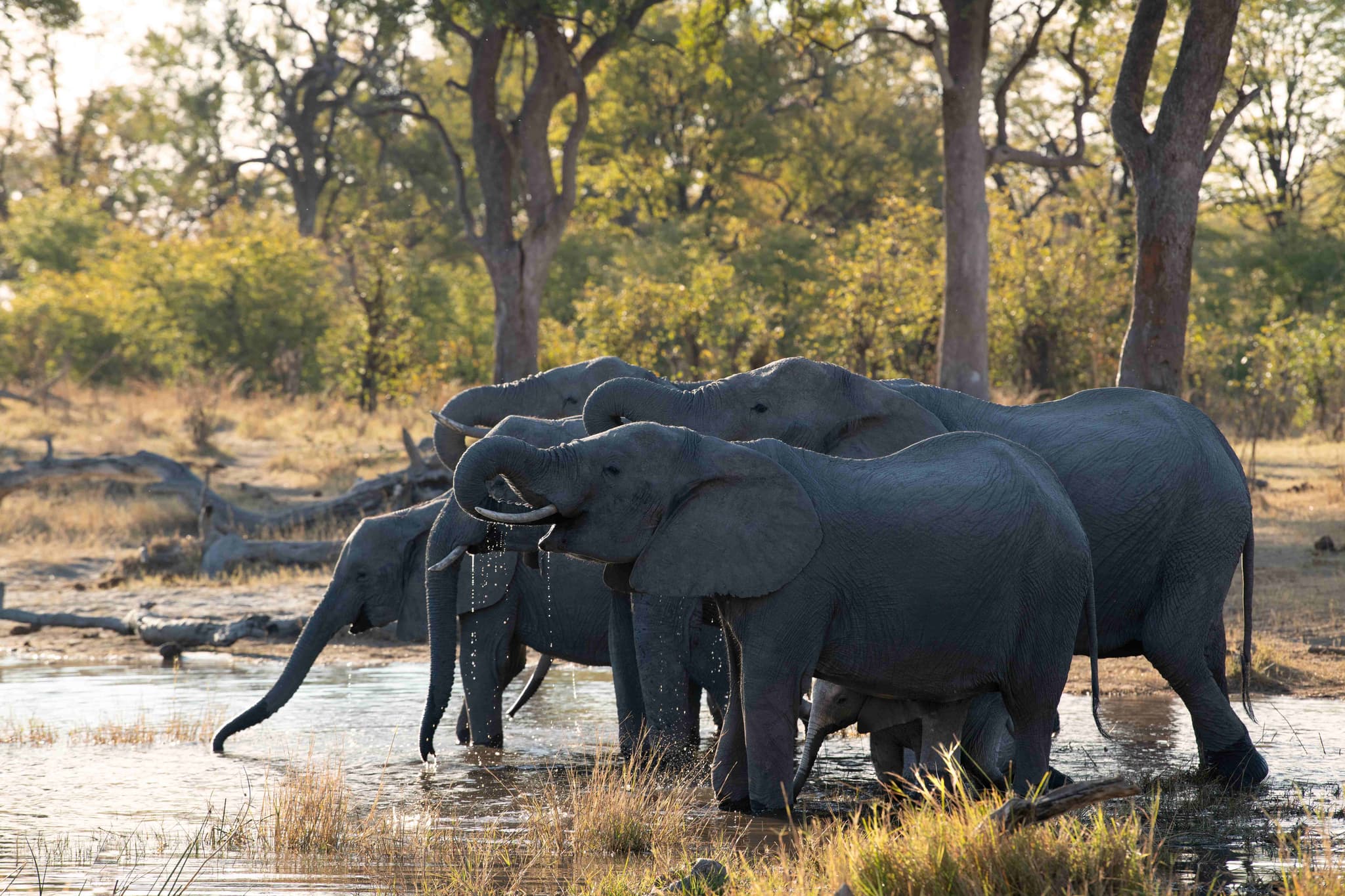 Herd of elephants drinking at a waterhole in the African bush