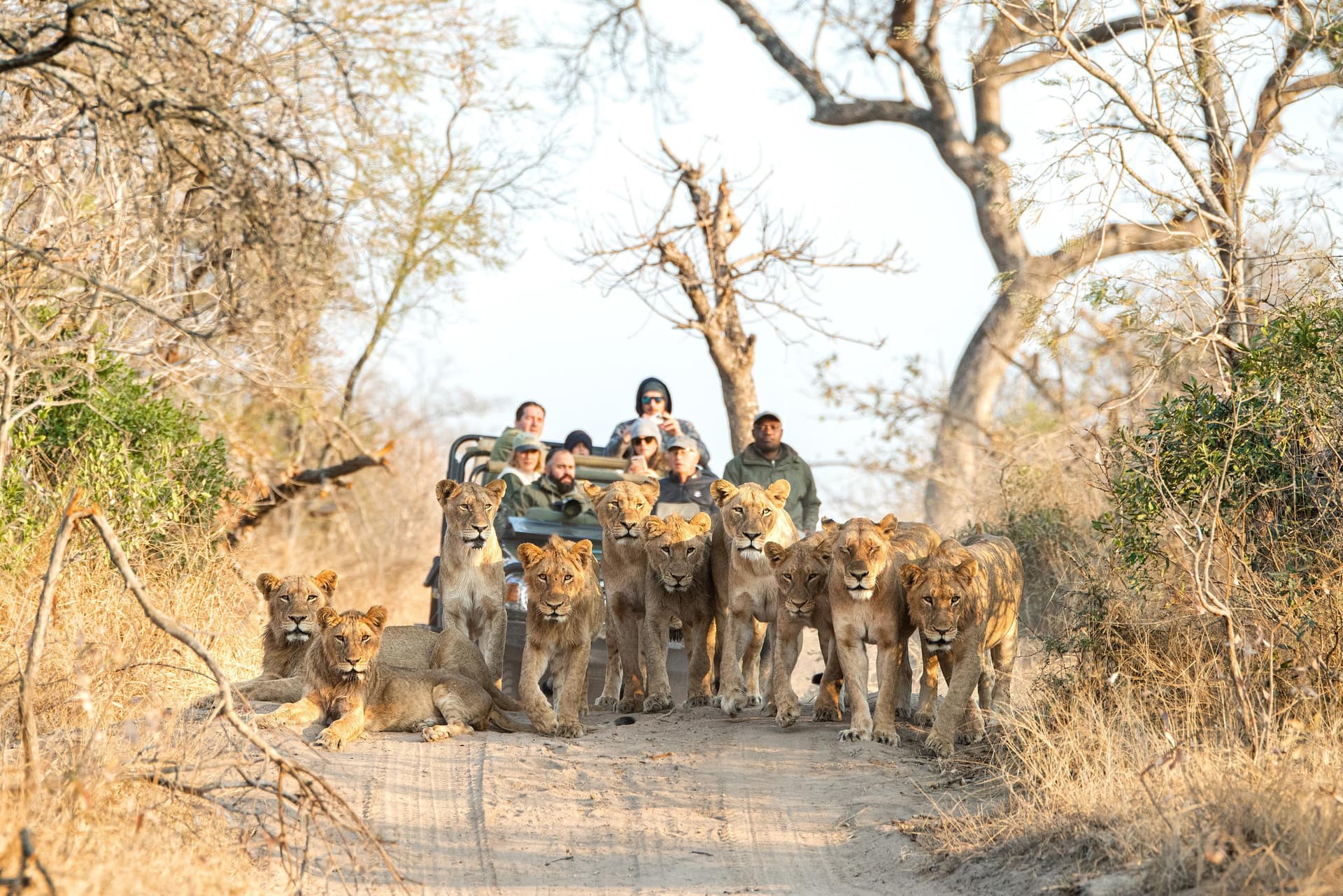 Pride of lions on a safari trail with a game drive vehicle and tourists in the African bush